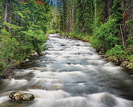 A stream of water flows through a forest, surrounded by trees and rocks. The water appears to be rushing, creating a sense of movement and energy in the scene. AI generated content