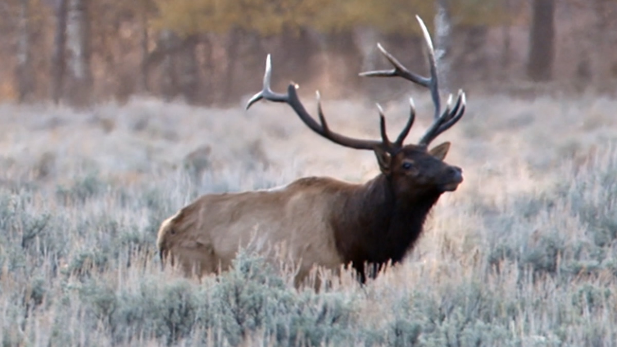 Hunting in Carbon County