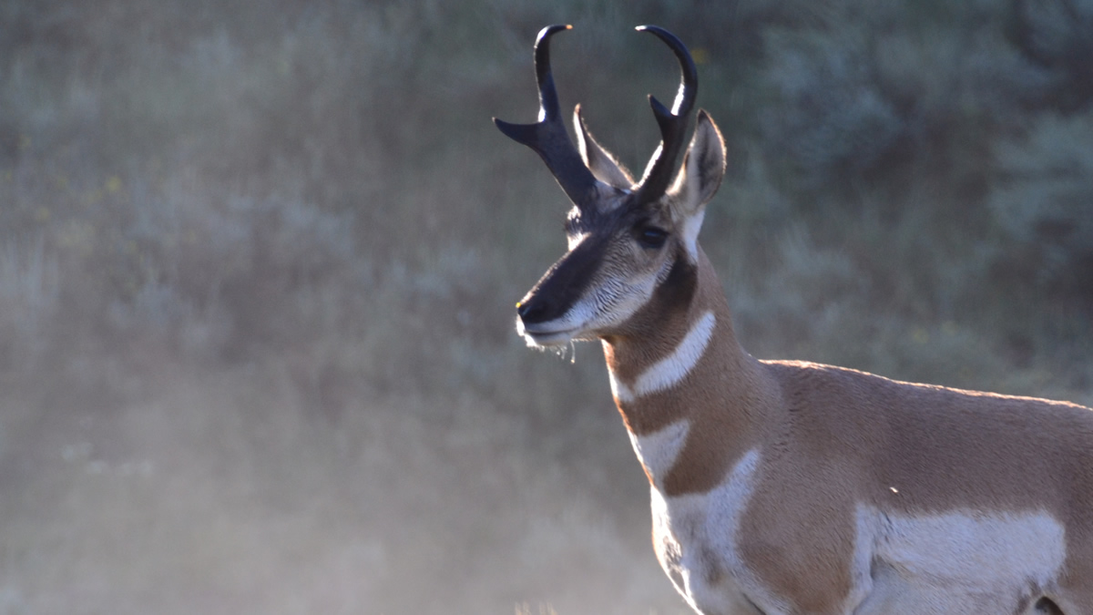 Hunting in Carbon County