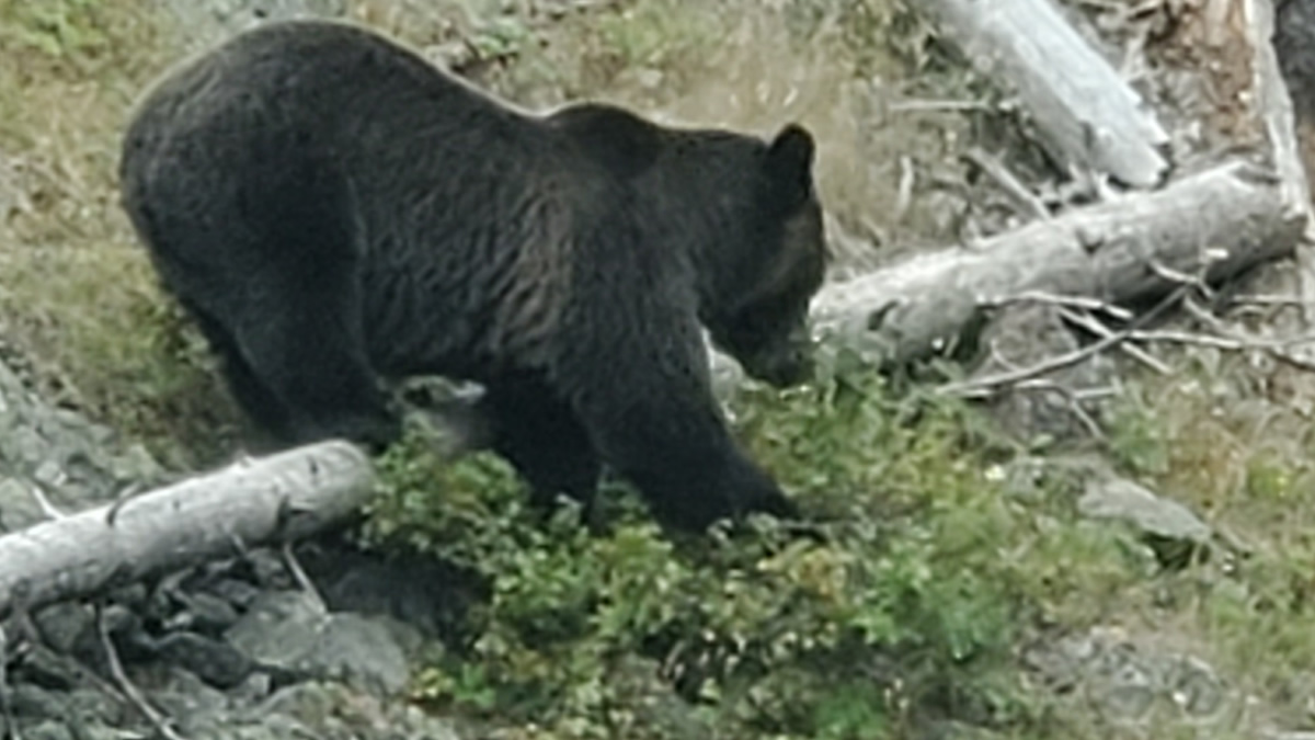 Yellowstone